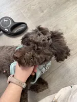 Coco, a female Poodle - Miniature  for sale in Longview, TX – Photo 2 of 3