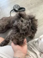 Coco, a female Poodle - Miniature  for sale in Longview, TX – Photo 3 of 3