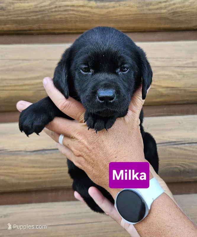 Milka – Labrador Retriever puppy for sale in Sheldon, IA