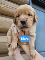 Kiara, a female Golden Retriever for sale in Sheldon, IA – 1 of 1
