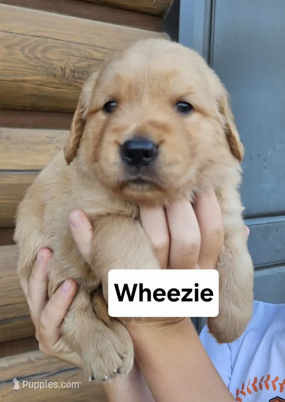 Wheezie – Golden Retriever puppy for sale in Sheldon, IA