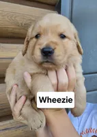 Wheezie, a female Golden Retriever for sale in Sheldon, IA – 1 of 1