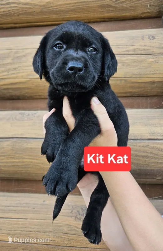 Kit Kat – Labrador Retriever puppy for sale in Sheldon, IA