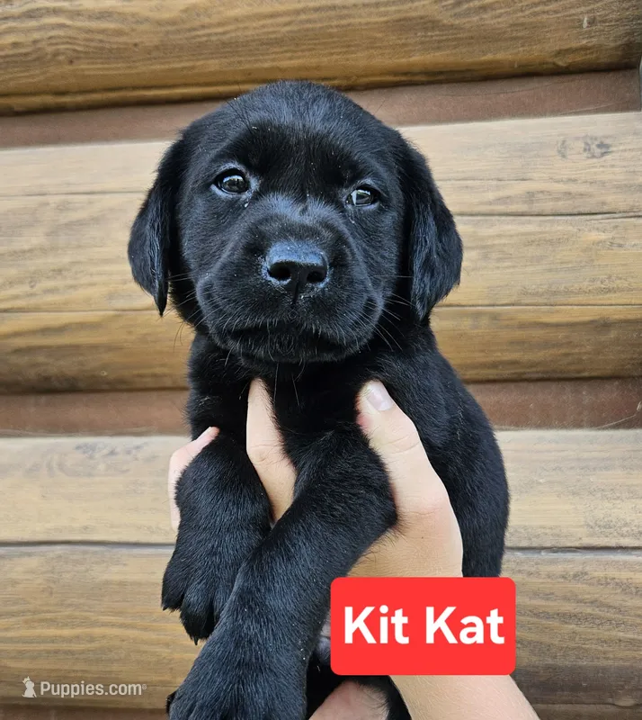 Kit Kat – Labrador Retriever puppy for sale in Sheldon, IA