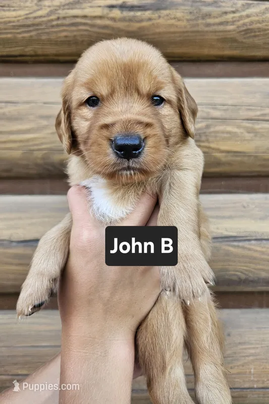 John B – Golden Retriever puppy for sale in Sheldon, IA