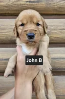 John B, a male Golden Retriever for sale in Sheldon, IA – 1 of 1