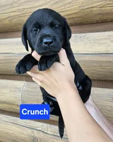 Crunch, a male Labrador Retriever for sale in Sheldon, IA – 1 of 1