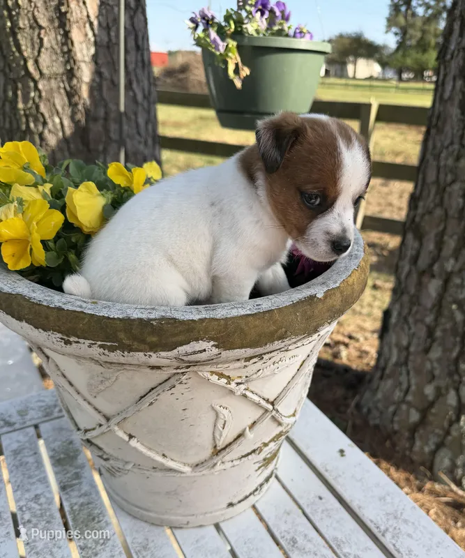 Falon – Jack Russell Terrier puppy for sale in Nashville, NC