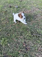 Falon, a female Jack Russell Terrier for sale in Nashville, NC – Photo 2 of 3