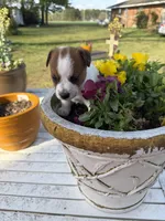 Falon, a female Jack Russell Terrier for sale in Nashville, NC – Photo 3 of 3