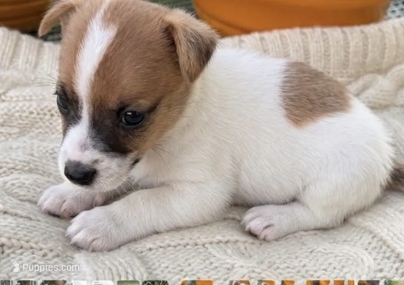 Fred – Jack Russell Terrier puppy for sale in Nashville, NC