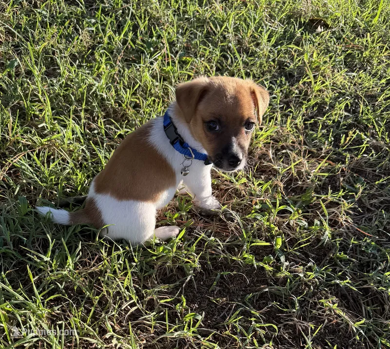 Reed – Jack Russell Terrier puppy for sale in Nashville, NC