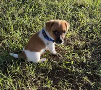 Reed, a male Jack Russell Terrier for sale in Nashville, NC – 1 of 3