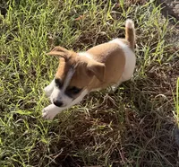 Marsh, a male Jack Russell Terrier for sale in Nashville, NC – 2 of 3