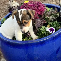 Mason, a male Jack Russell Terrier for sale in Nashville, NC – Photo 2 of 3