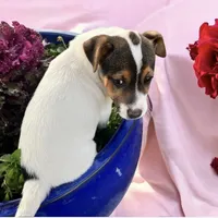 Mason, a male Jack Russell Terrier for sale in Nashville, NC – Photo 1 of 3