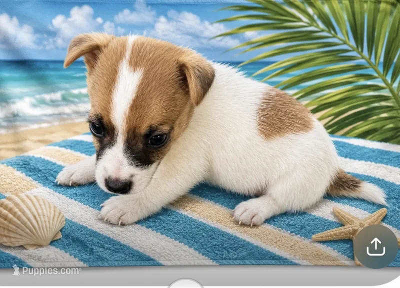 Fred – Jack Russell Terrier puppy for sale in Nashville, NC