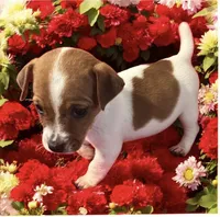 Beatrice, a female Jack Russell Terrier for sale in Nashville, NC – Photo 1 of 2