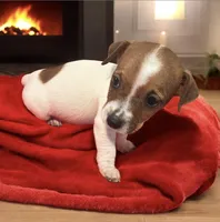 Beatrice, a female Jack Russell Terrier for sale in Nashville, NC – Photo 2 of 2