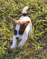 Weston, a male Jack Russell Terrier for sale in Nashville, NC – Photo 3 of 3