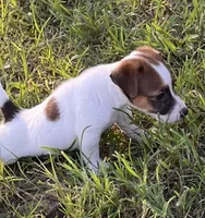 Weston, a male Jack Russell Terrier for sale in Nashville, NC – Photo 2 of 3