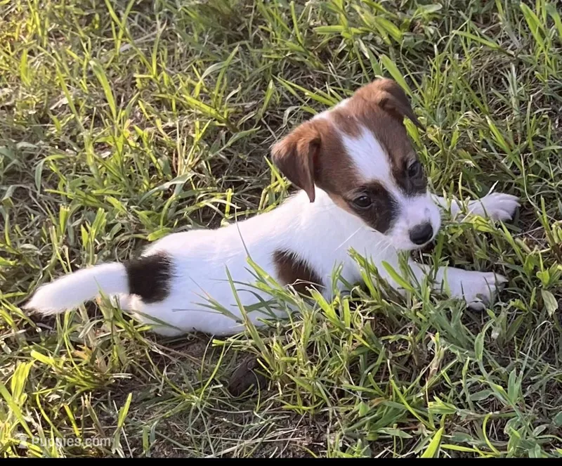 Weston, a male Jack Russell Terrier for sale in Nashville, NC – Photo 1 of 3