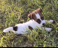 Weston, a male Jack Russell Terrier for sale in Nashville, NC – Photo 1 of 3