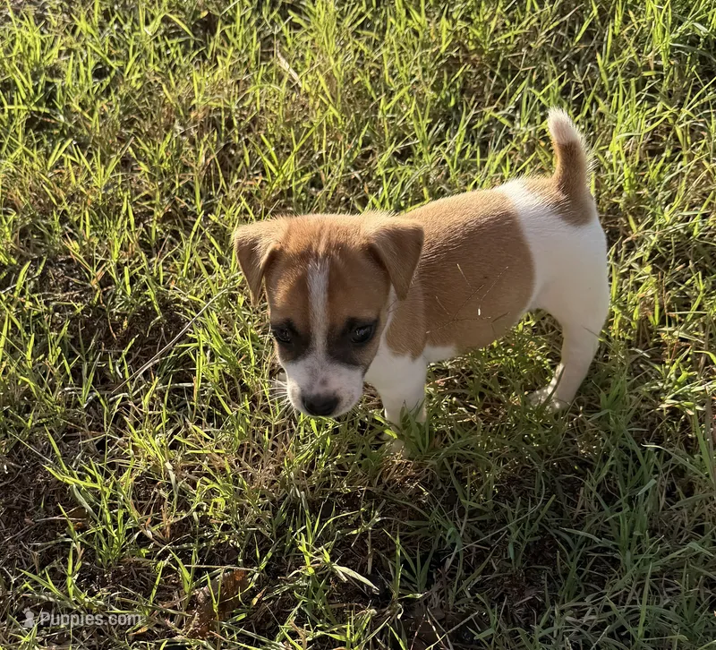 Marsh – Jack Russell Terrier puppy for sale in Nashville, NC
