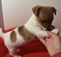 Macy, a female Jack Russell Terrier for sale in Nashville, NC – Photo 1 of 2