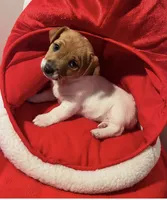 Macy, a female Jack Russell Terrier for sale in Nashville, NC – Photo 2 of 2