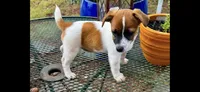 Marsha, a female Jack Russell Terrier for sale in Nashville, NC – 2 of 2