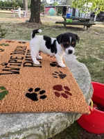 Mason, a male Jack Russell Terrier for sale in Nashville, NC – Photo 3 of 4