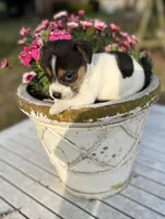 Mason, a male Jack Russell Terrier for sale in Nashville, NC – Photo 2 of 4