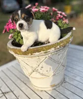 Mason, a male Jack Russell Terrier for sale in Nashville, NC – Photo 1 of 4