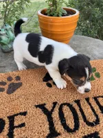 Mason, a male Jack Russell Terrier for sale in Nashville, NC – Photo 4 of 4