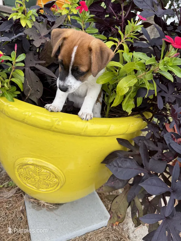 Bella – Jack Russell Terrier puppy for sale in Nashville, NC