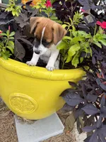 Bella, a female Jack Russell Terrier for sale in Nashville, NC – 1 of 3