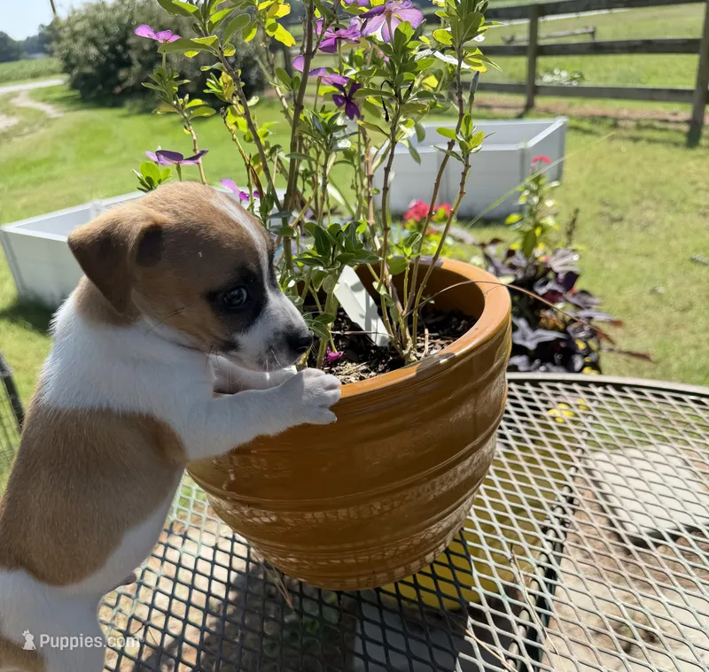 Marsh – Jack Russell Terrier puppy for sale in Nashville, NC