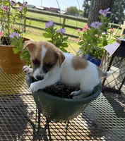 Fred, a male Jack Russell Terrier for sale in Nashville, NC – 3 of 3