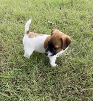 Winston, a male Jack Russell Terrier for sale in Nashville, NC – 3 of 3