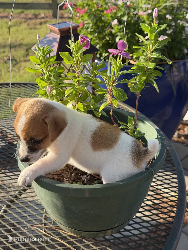 Fred – Jack Russell Terrier puppy for sale in Nashville, NC