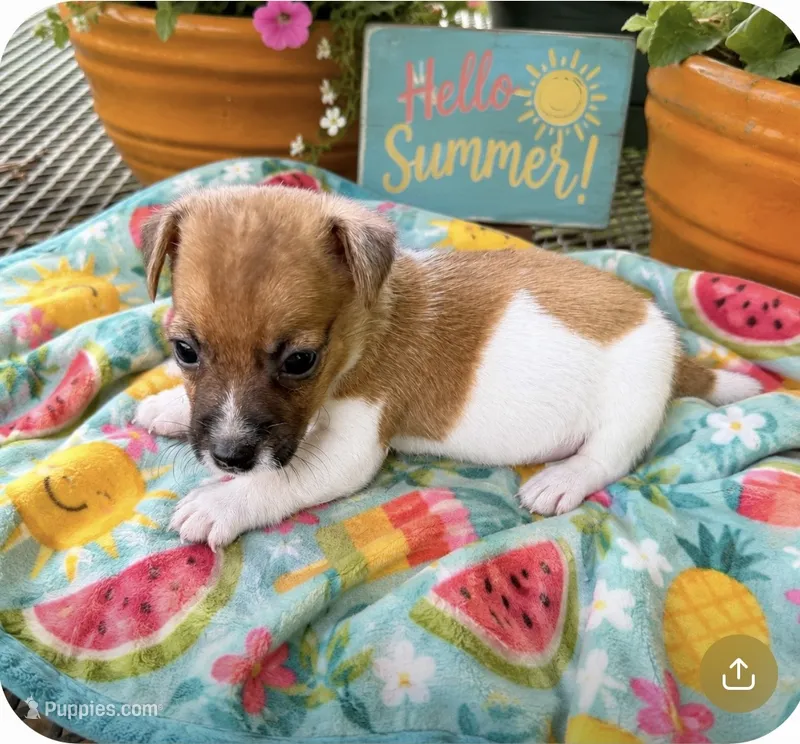 Finn – Jack Russell Terrier puppy for sale in Nashville, NC