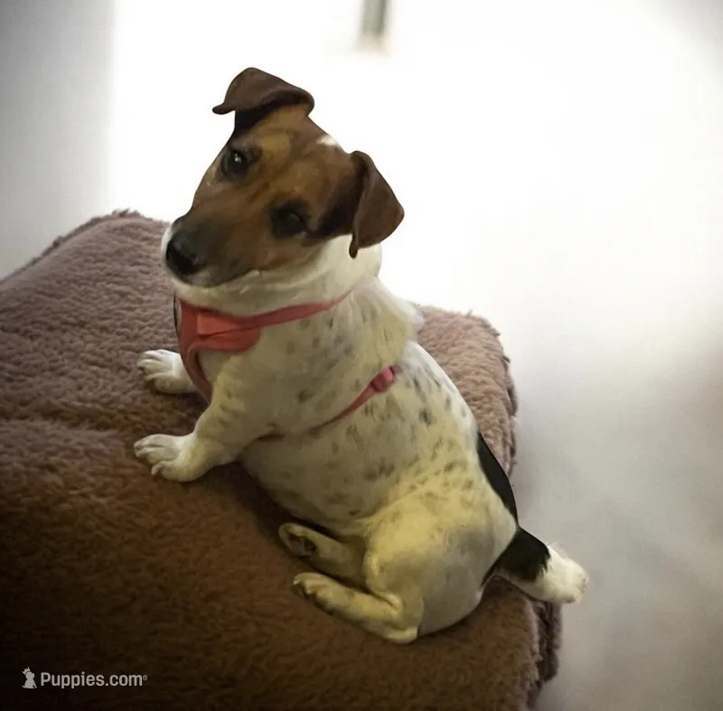 Lady – Jack Russell Terrier puppy for sale in Nashville, NC