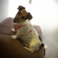 Lady, a female Jack Russell Terrier for sale in Nashville, NC – Photo 2 of 2