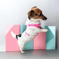 Lady, a female Jack Russell Terrier for sale in Nashville, NC – Photo 1 of 2