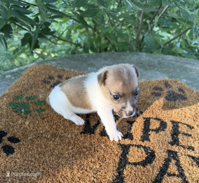 Finn – Jack Russell Terrier puppy for sale in Nashville, NC