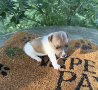 Finn, a male Jack Russell Terrier for sale in Nashville, NC – 1 of 1