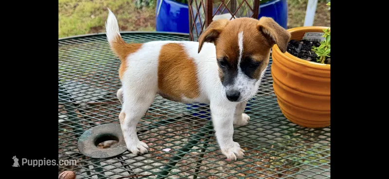 Bella – Jack Russell Terrier puppy for sale in Nashville, NC