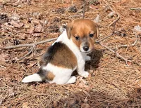Landon, a male Jack Russell Terrier for sale in Nashville, NC – Photo 3 of 3
