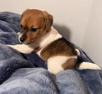 Landon, a male Jack Russell Terrier for sale in Nashville, NC – Photo 2 of 3